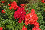 Gloire du Midi rose photo