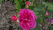François Arago rose photo
