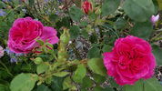 François Arago rose photo