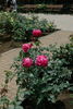 Isabel de Ortiz rose photo