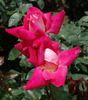Isabel de Ortiz rose photo