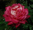 Isabel de Ortiz rose photo