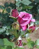 Moon Shadow ™ rose photo