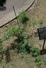 R. phoenicia rose photo