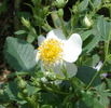 R. phoenicia rose photo