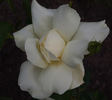 Beljanka rose photo