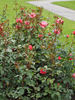 Arosia rose photo