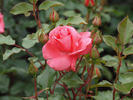 Arosia rose photo