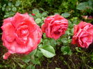 Fiametta rose photo
