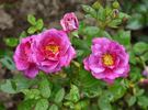 Bluenette rose photo