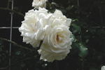 Shin-Setsu rose photo
