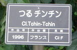 Tchin-Tchin, Cl. rose photo