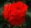 Tchin-Tchin, Cl. rose photo