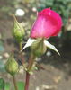 Urara rose photo