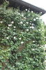 Lucetta rose photo