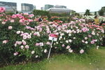 Princess Aiko rose photo
