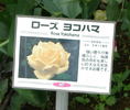 Rose Yokohama rose photo