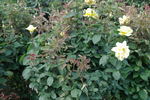 Rose Yokohama rose photo