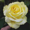 Rose Yokohama rose photo