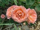 Deb's Delight rose photo