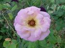 Peachblow rose photo