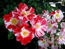 Boccacio rose photo