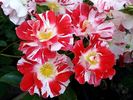 Boccacio rose photo