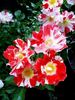 Boccacio rose photo