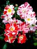 Boccacio rose photo