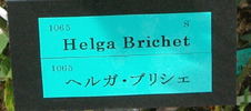 Helga Brichet rose photo