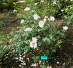Helga Brichet rose photo