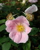 Helga Brichet rose photo