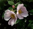 Helga Brichet rose photo