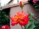 Chateau Giscours rose photo