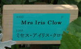 Mrs. Iris Clow rose photo