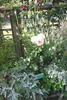Mrs. Iris Clow rose photo