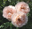 Mrs. Iris Clow rose photo