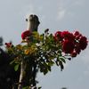 Babette Rambler rose photo