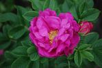 Charles Albanel rose photo