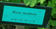 R. inodora rose photo