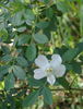 R. inodora rose photo