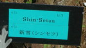Shin-Setsu rose photo
