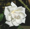 Shin-Setsu rose photo