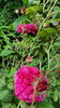 Nanette rose photo