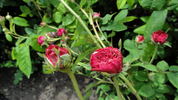 Nanette rose photo