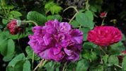 Nanette rose photo