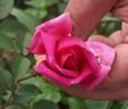 Oberlehrer L. Burkhard rose photo