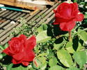 Super Star Supreme rose photo