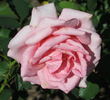 Steppin' Out rose photo