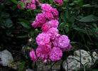 Kessi rose photo